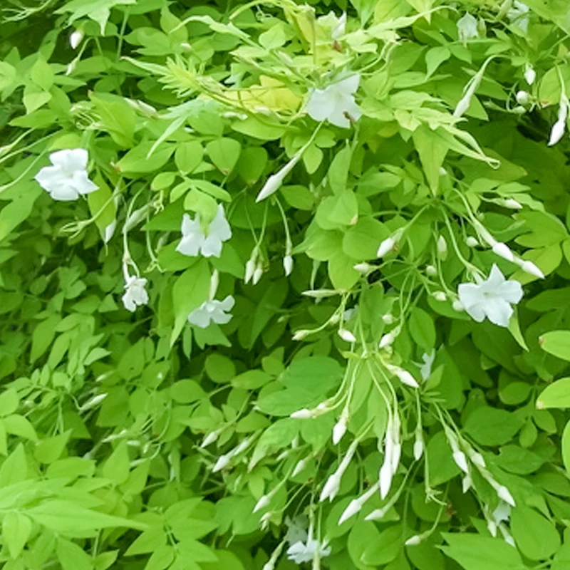 247plants3923771