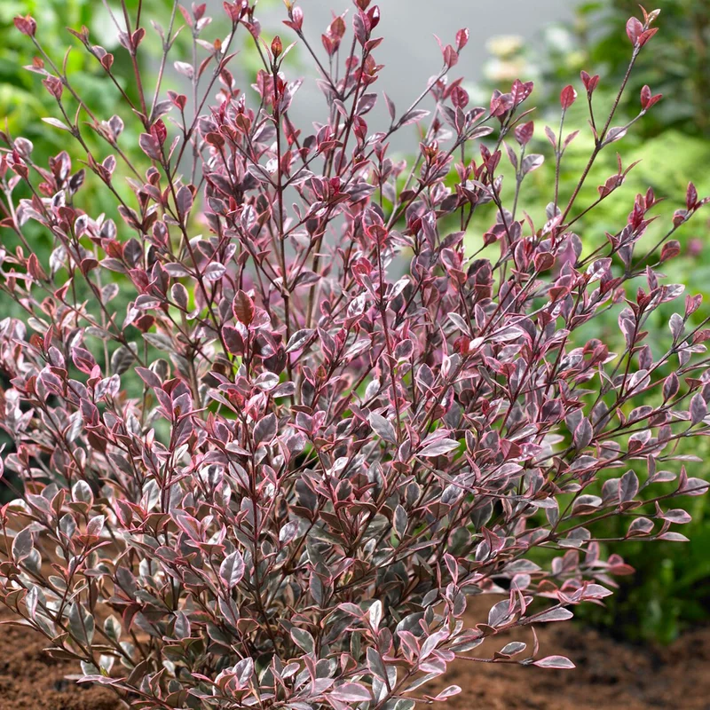 247plants3923991