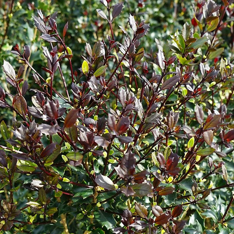 247plants3924460