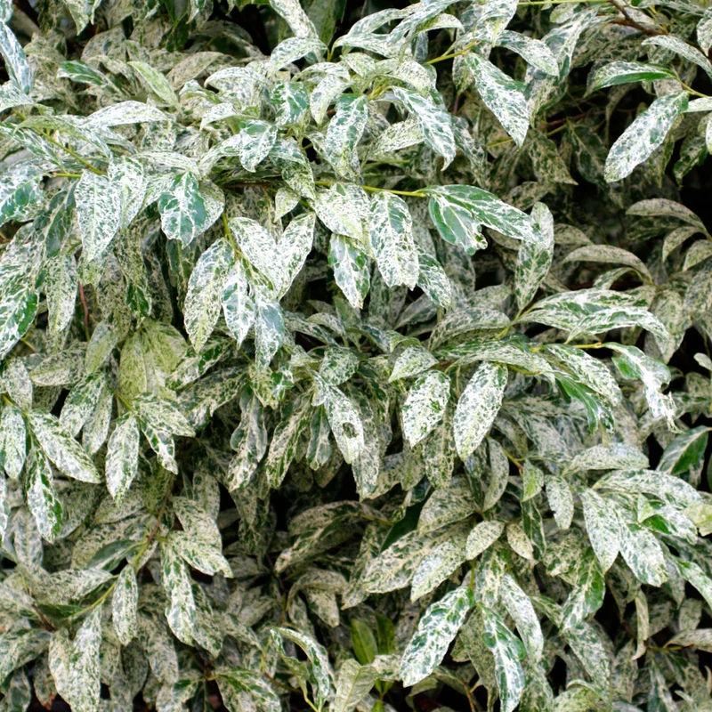 247plants3925250