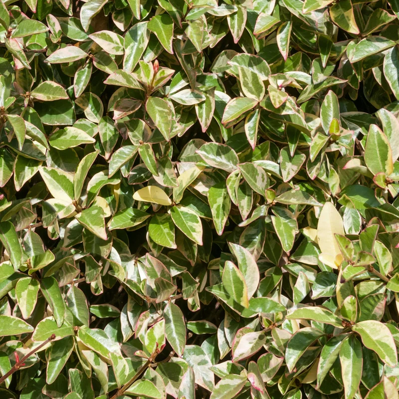 247plants3925754