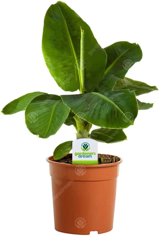 247plants3926451