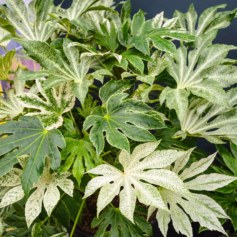 247plants3926590