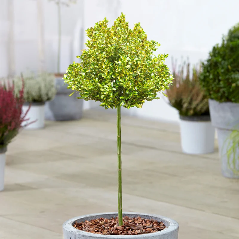 247plants3927864
