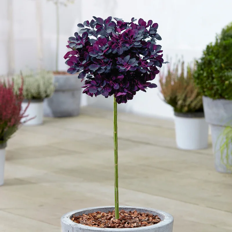 247plants3927896