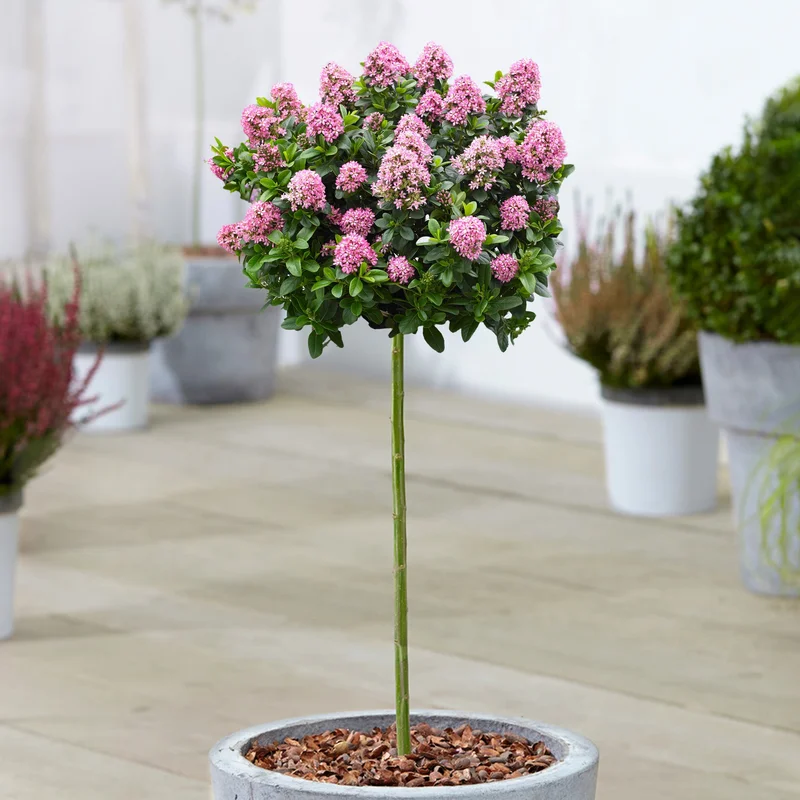 247plants3927941