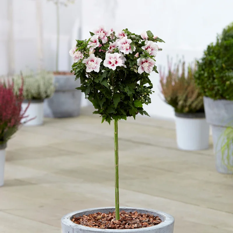 247plants3928044
