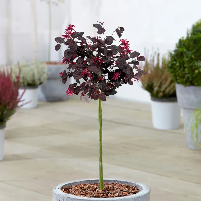 247plants3928105