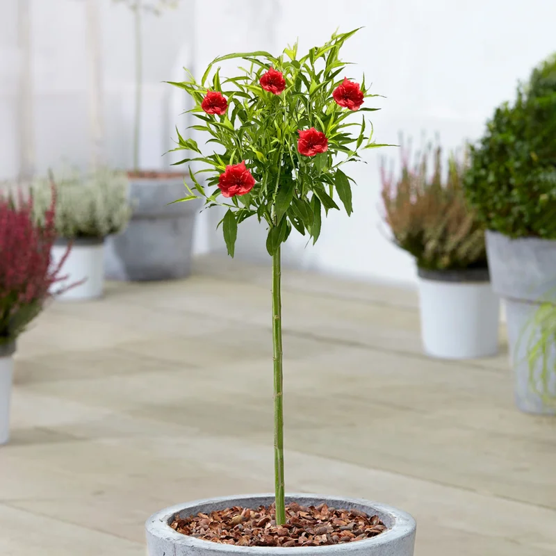 247plants3928144