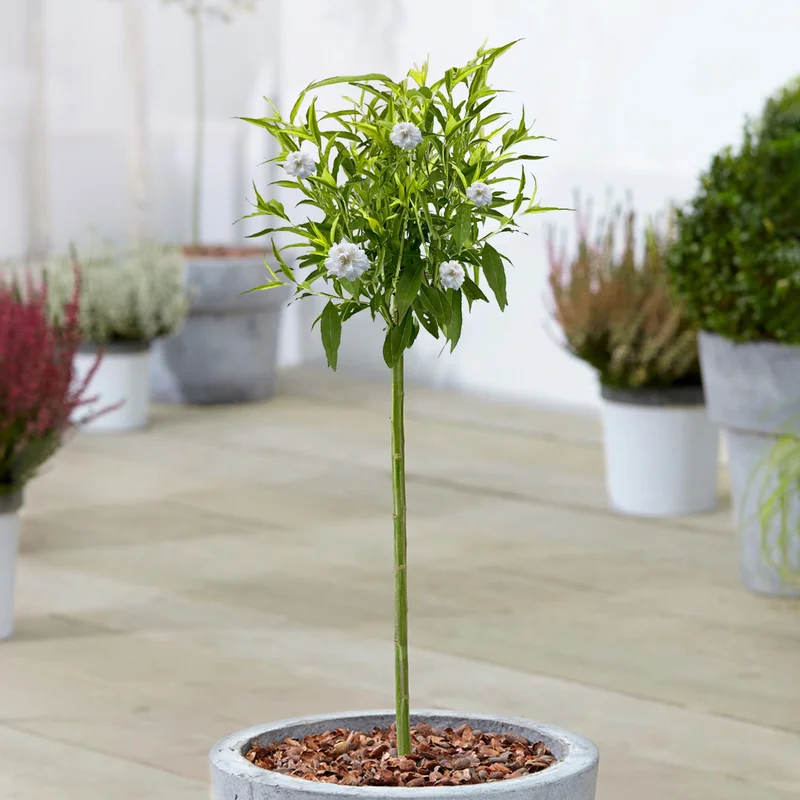 247plants3928185