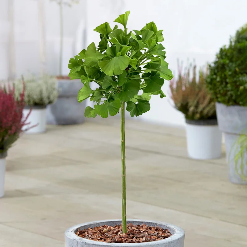 247plants3928375