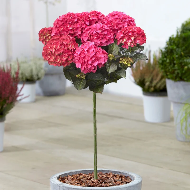 247plants3928417