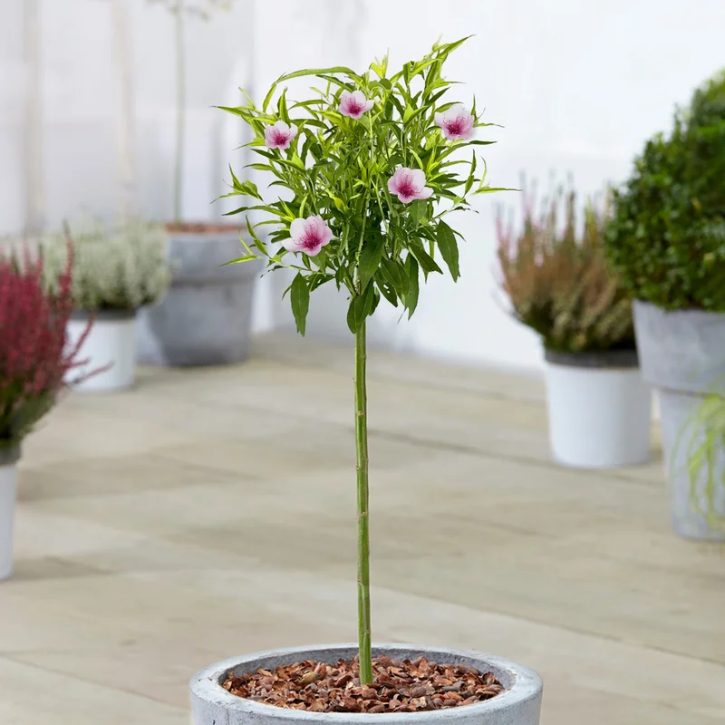 247plants3928450