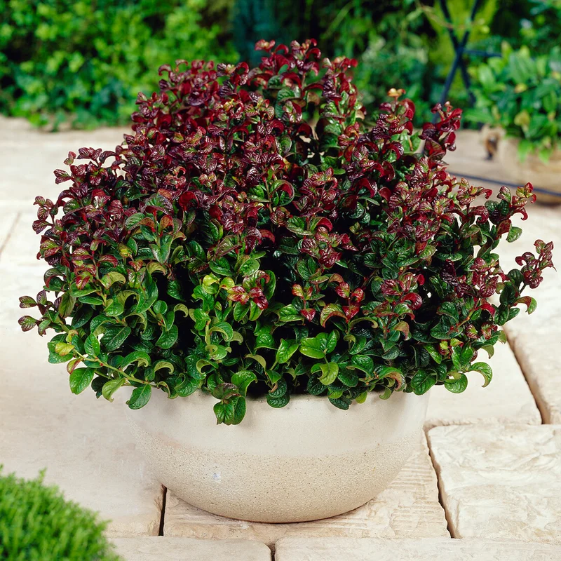 247plants3929531