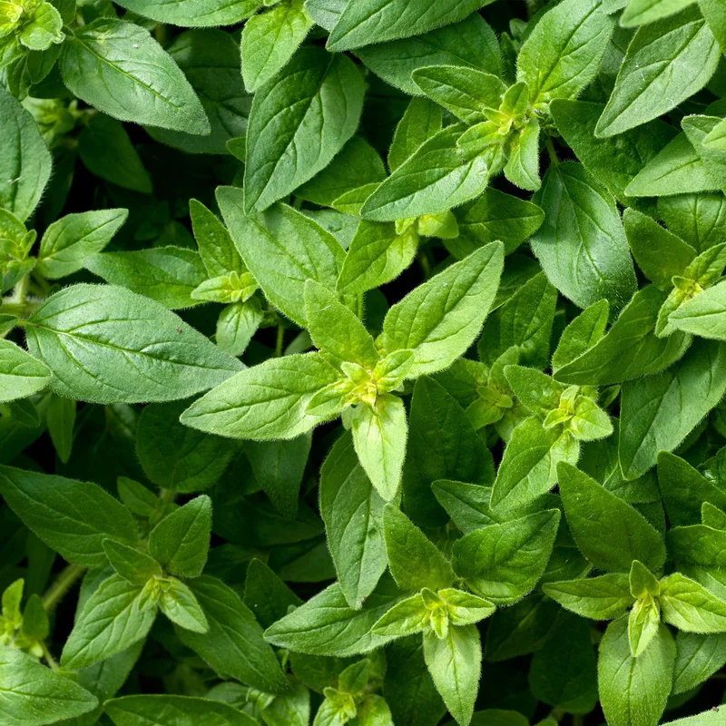 247plants3930073