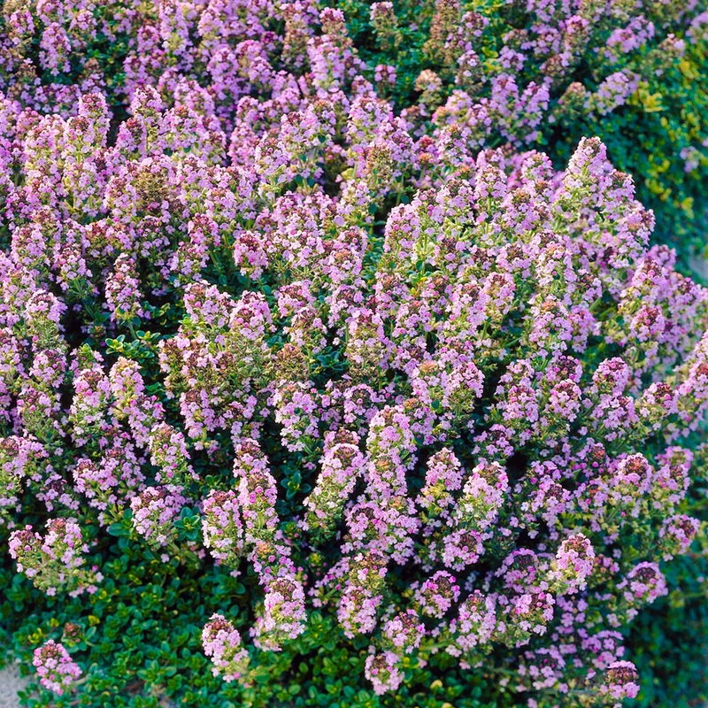 247plants3930244