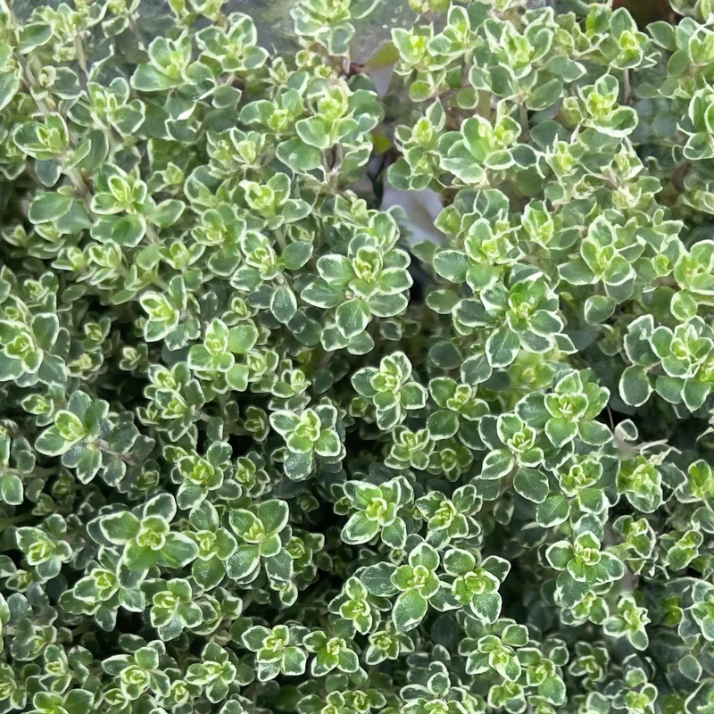 247plants3930315