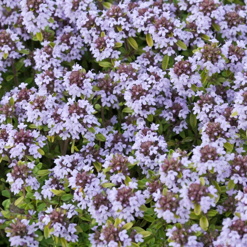 247plants3930475
