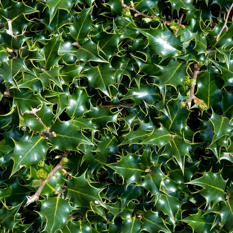 247plants3930558