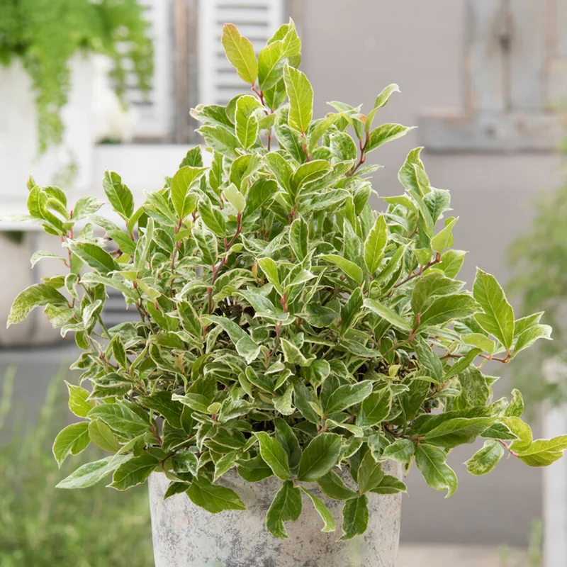 247plants3930612