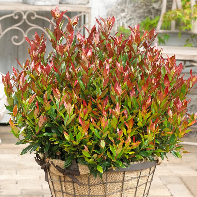247plants3930683