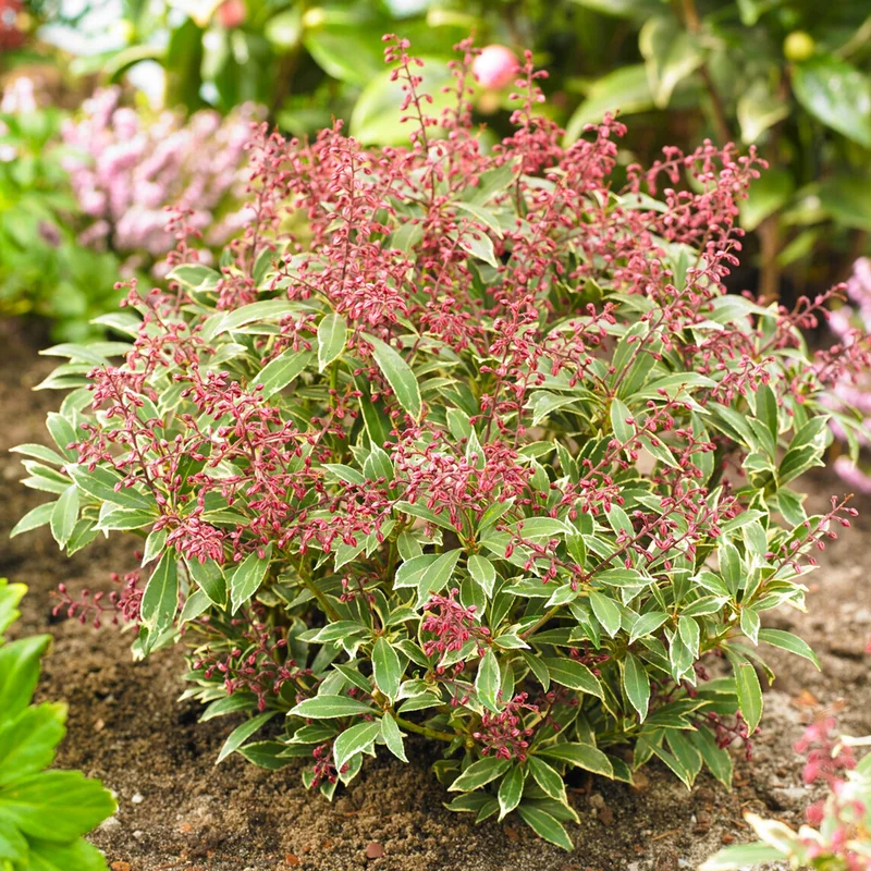 247plants3930872