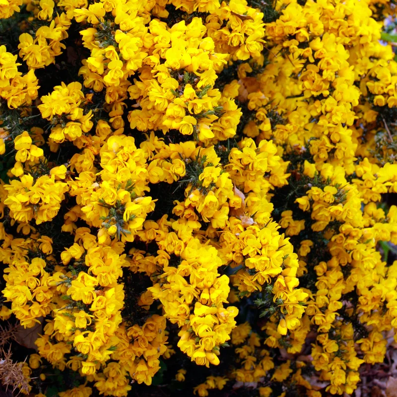 247plants3931072