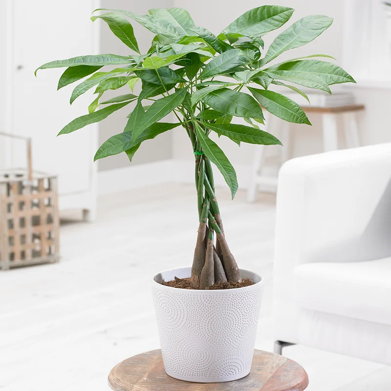 247plants3931690