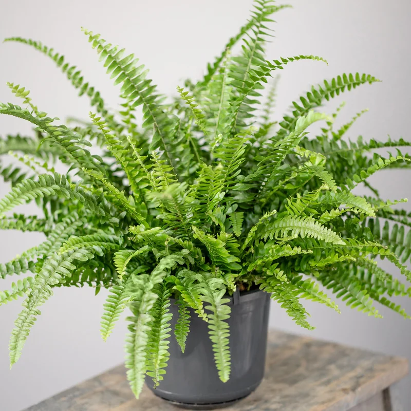 247plants3931826