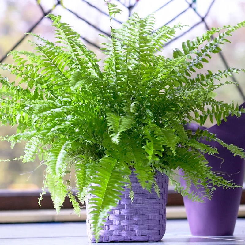 247plants3931888