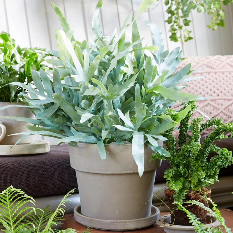 247plants3932008