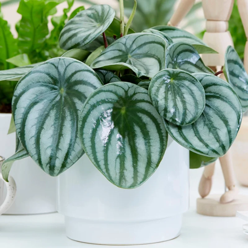 247plants3932190
