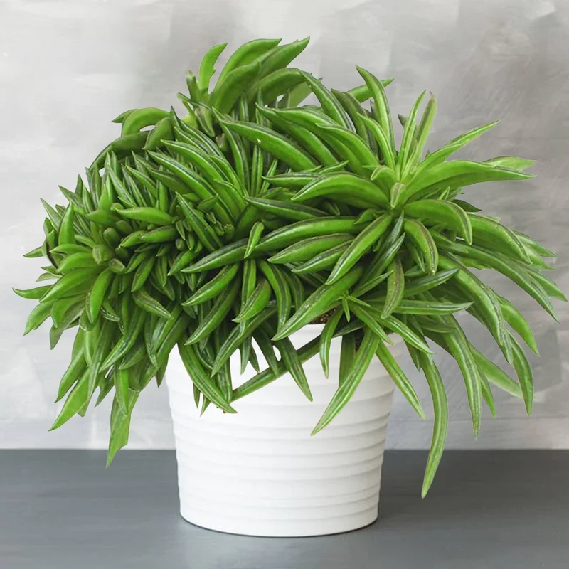 247plants3932418