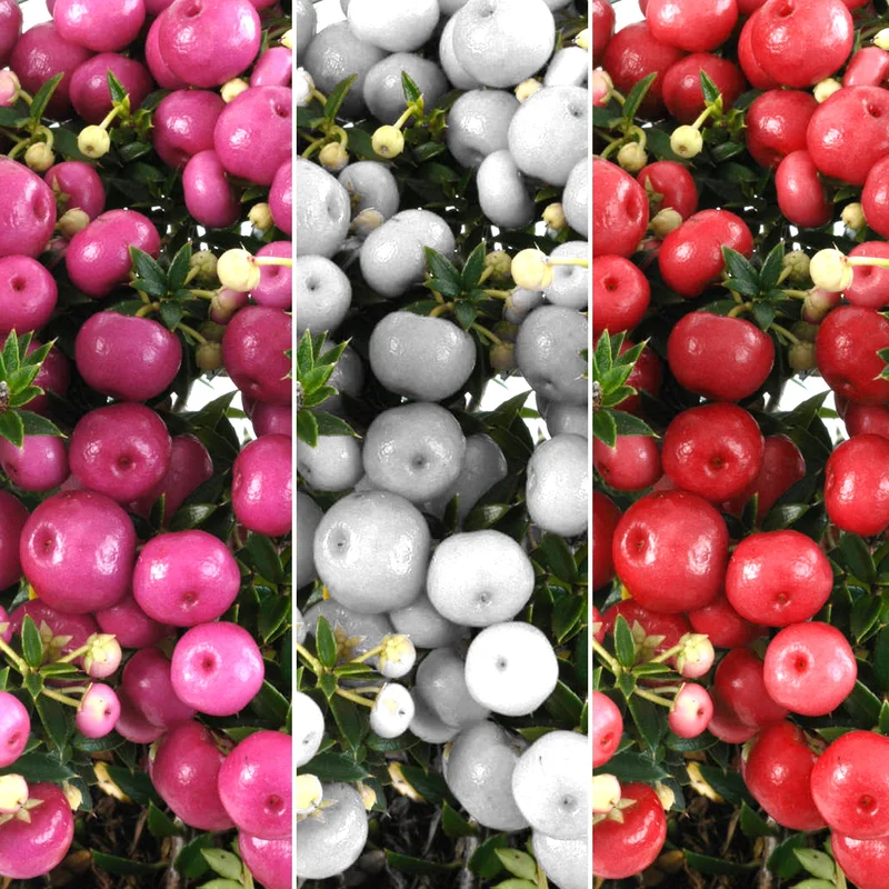 247plants3932477