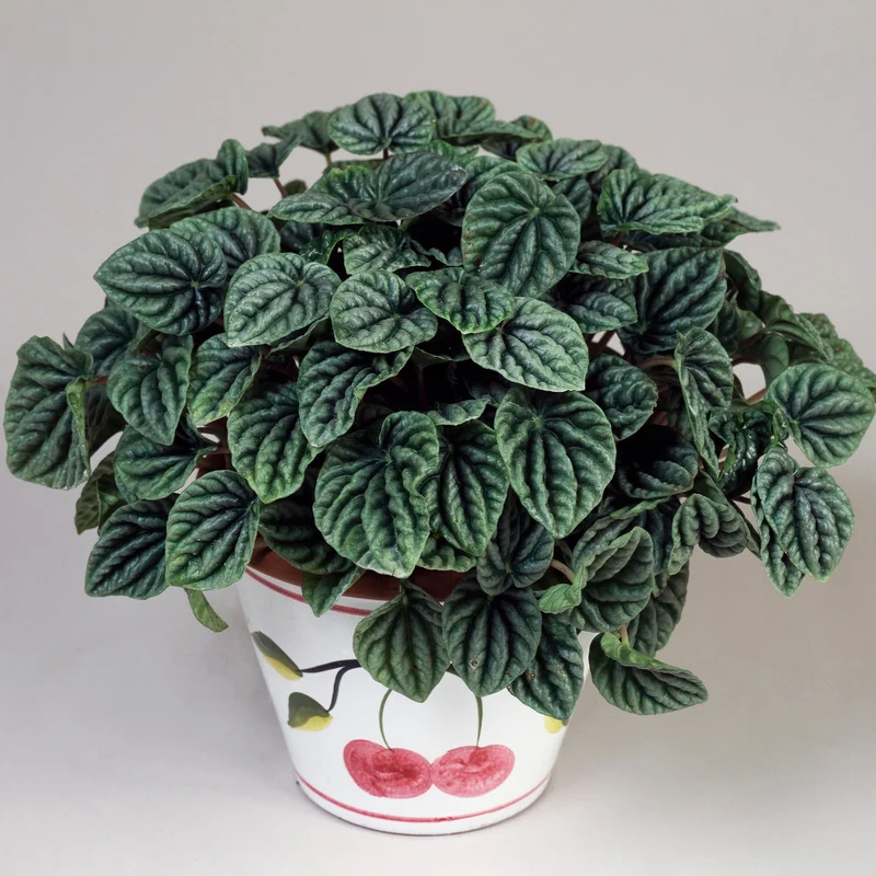 247plants3932668