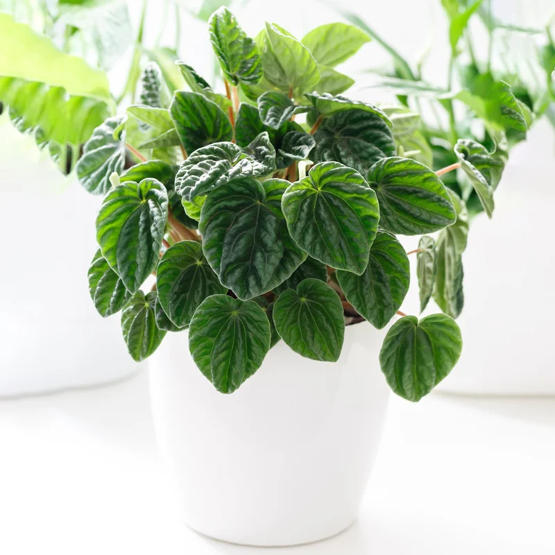 247plants3932707
