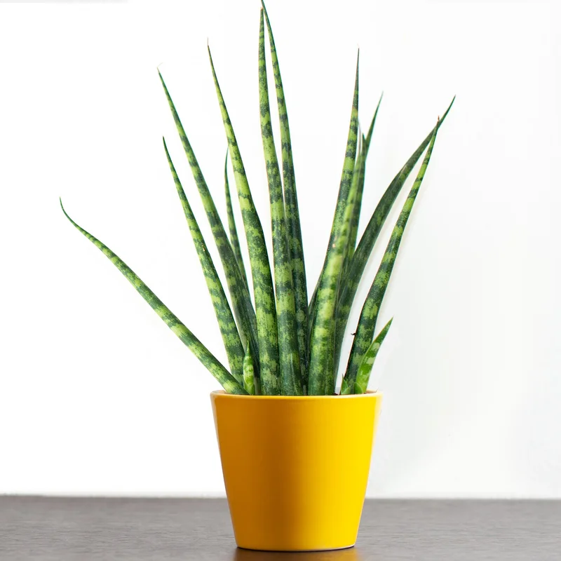 247plants3933621