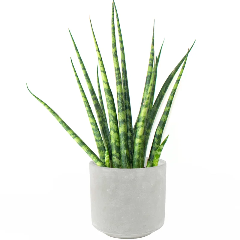 247plants3933647