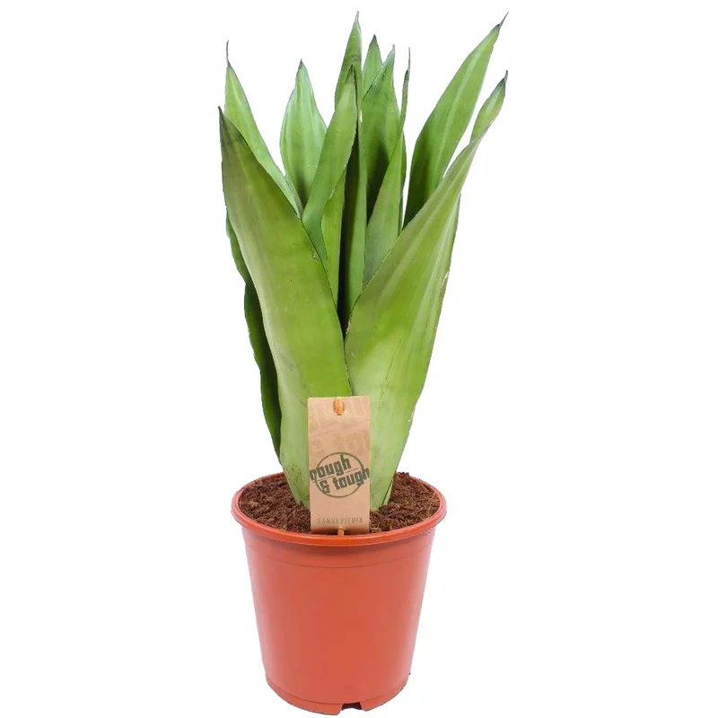 247plants3934377