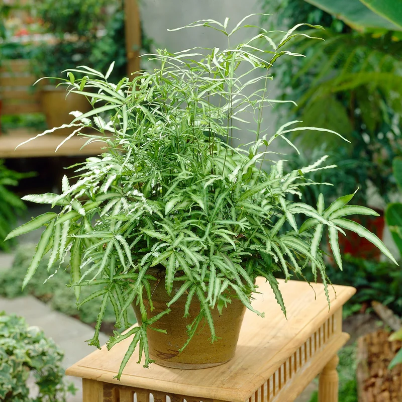 247plants3934490