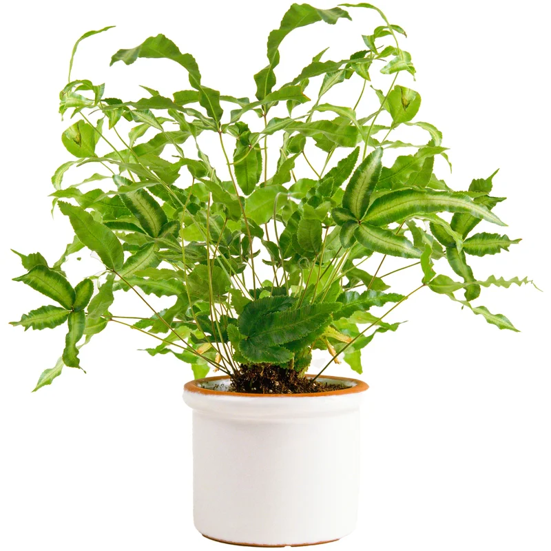 247plants3934534