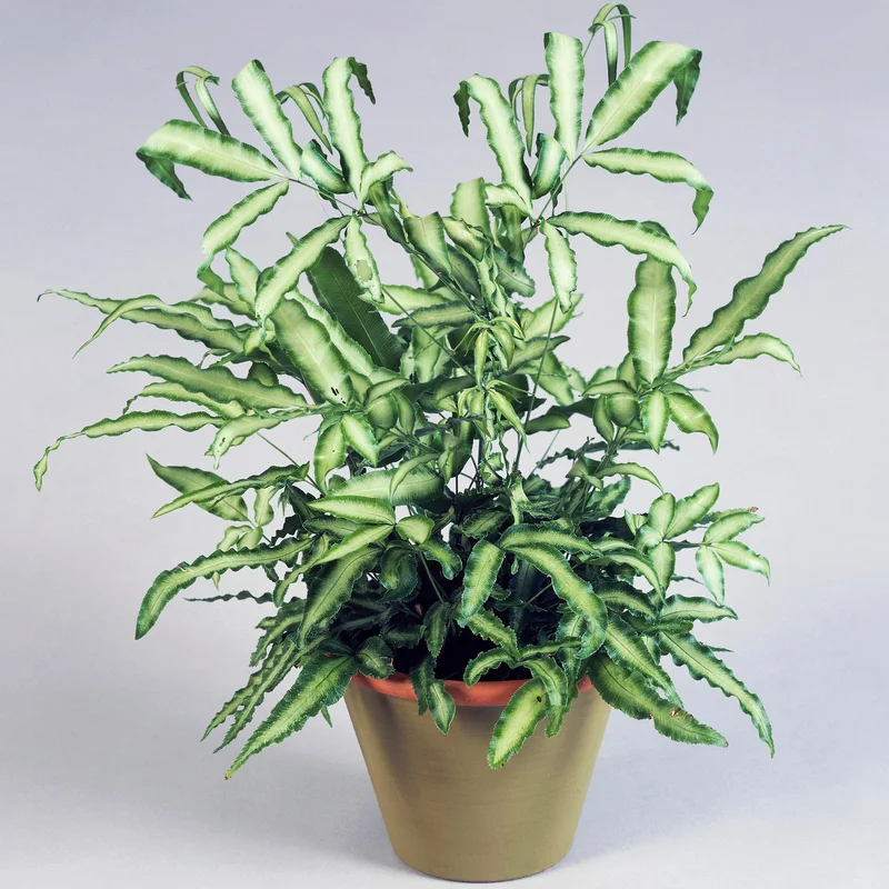 247plants3934591