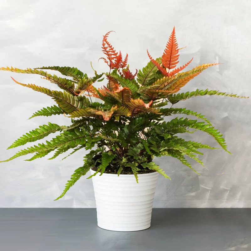 247plants3934637
