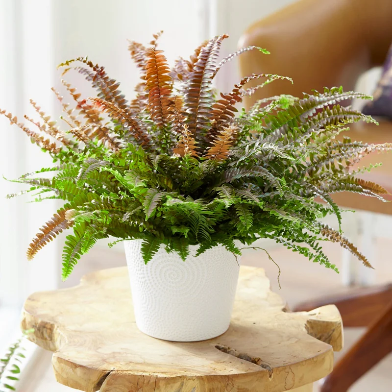 247plants3934685