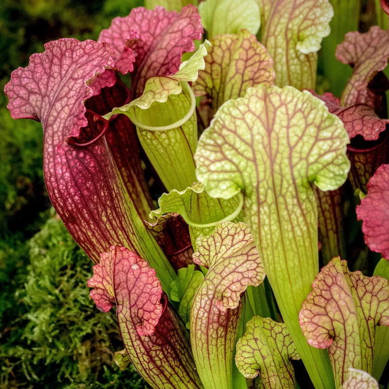 247plants3934927
