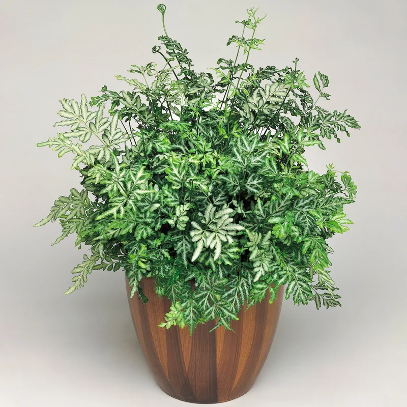 247plants3935001