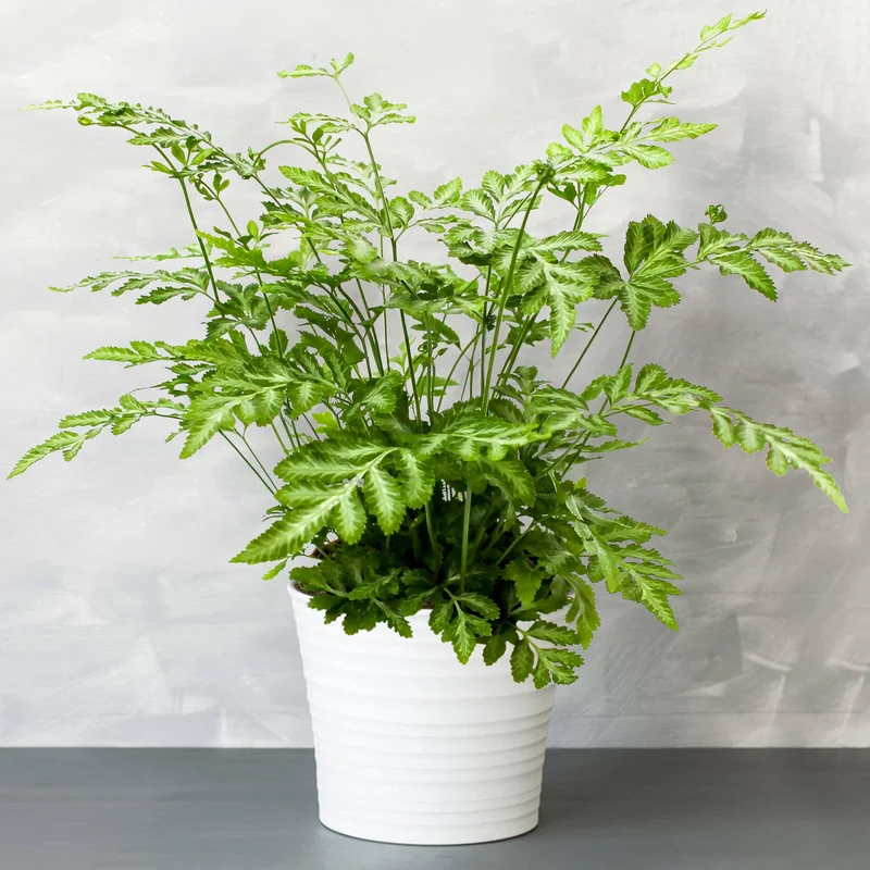 247plants3935048