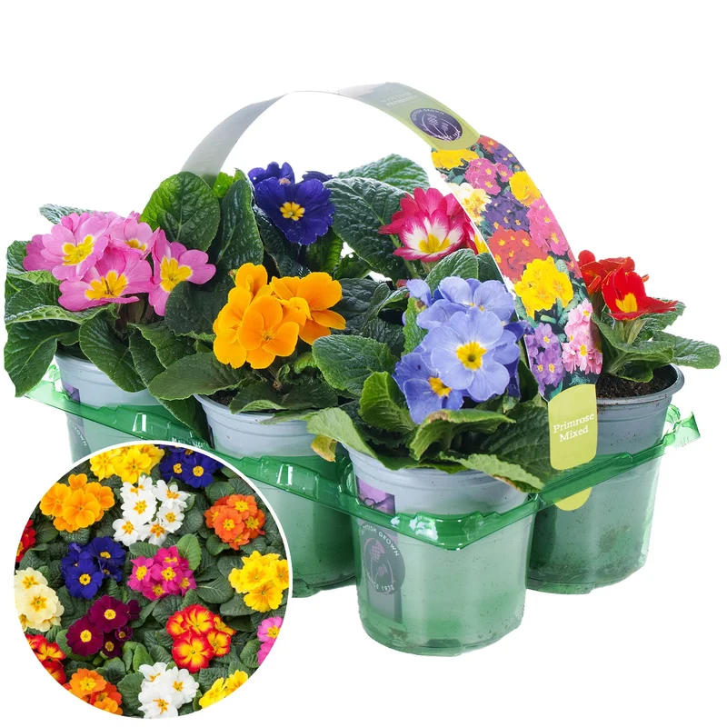 247plants3935107