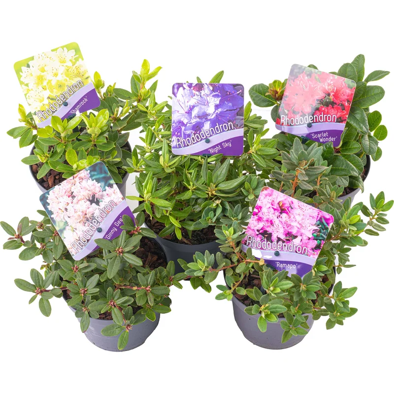 247plants3935155