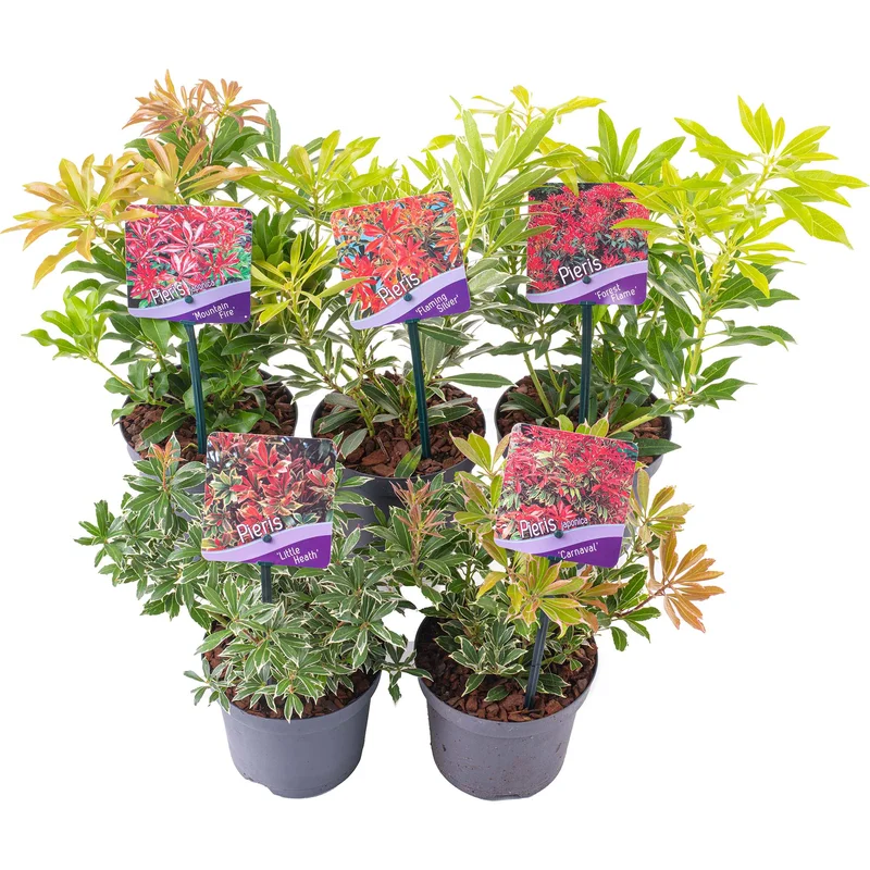 247plants3935205